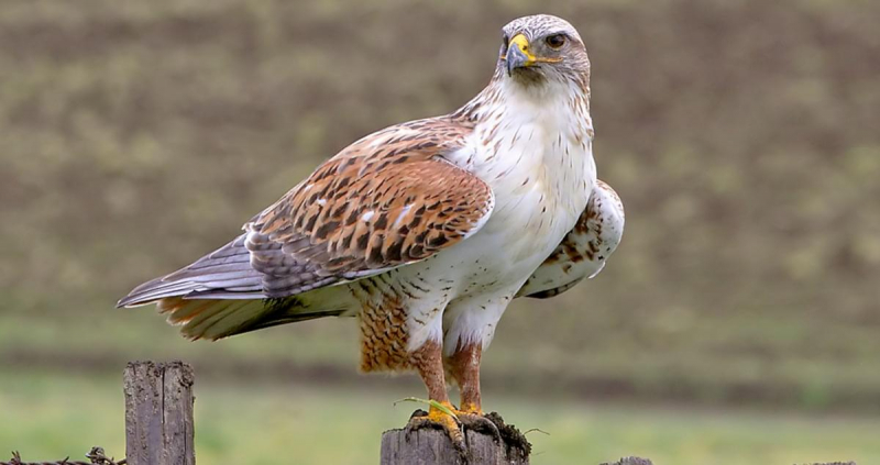 Photo:  All About Birds - Ferruginous Hawk