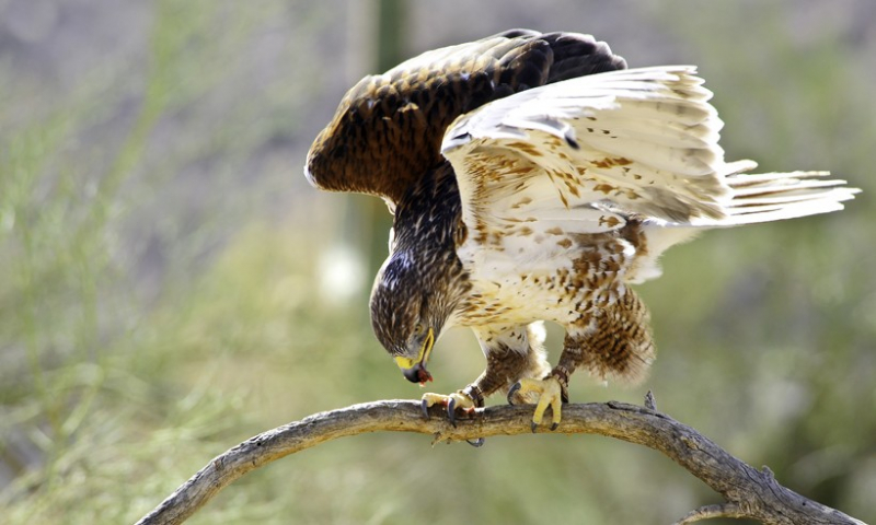 Photo:  aboutanimals - Ferruginous Hawk (Buteo regalis)