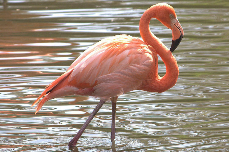 Flamingoes - Neck Length: Approx. 2.6 ft. (0.79 m)