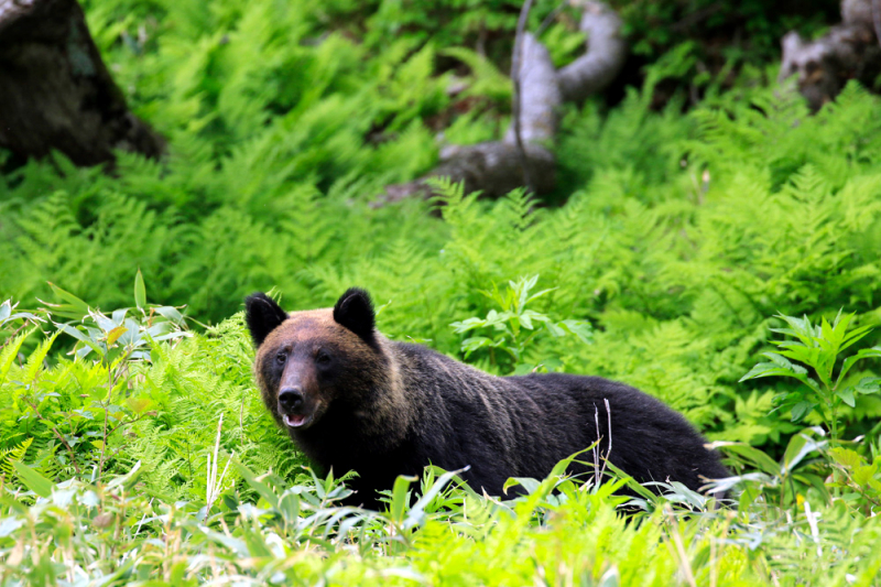 Wildlife watching. Сиретоко. Хоккайдо Brown Bear медведь. Национальный парк Сиретоко. Forest Habitat for Bears.