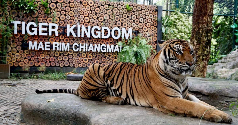 Tiger Kingdom Tiger Garden