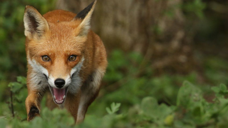 Photo:  BBC - a fox