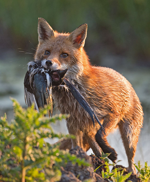 Photo:  Wildlife Online - Fox eat seagull