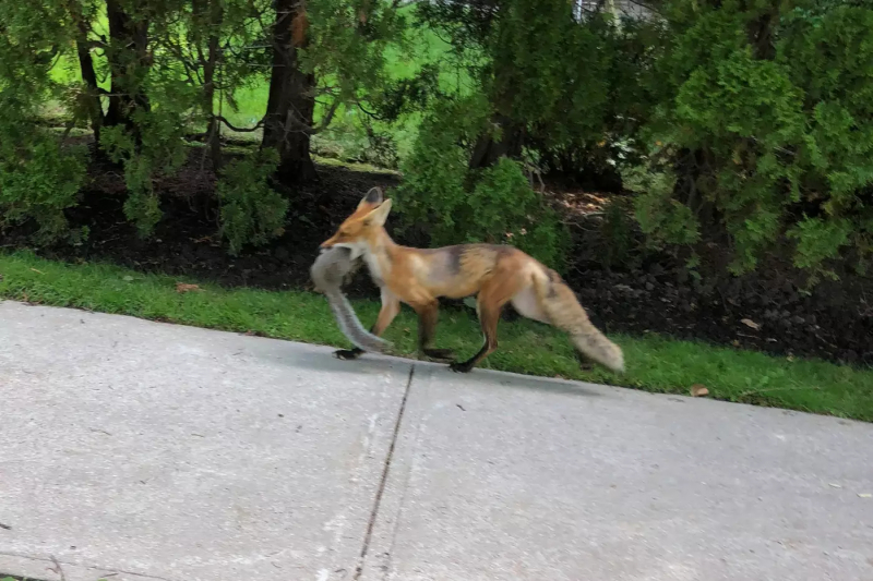 Photo:  blogTO - Someone saw a fox eating a squirrel in Toronto