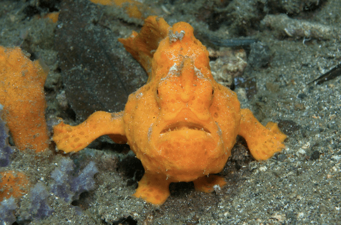 Photo:  Two Fish Divers - Frogfish