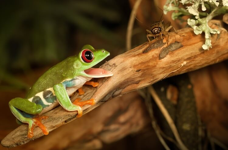 Photo: https://www.everythingreptiles.com/what-do-frogs-eat/