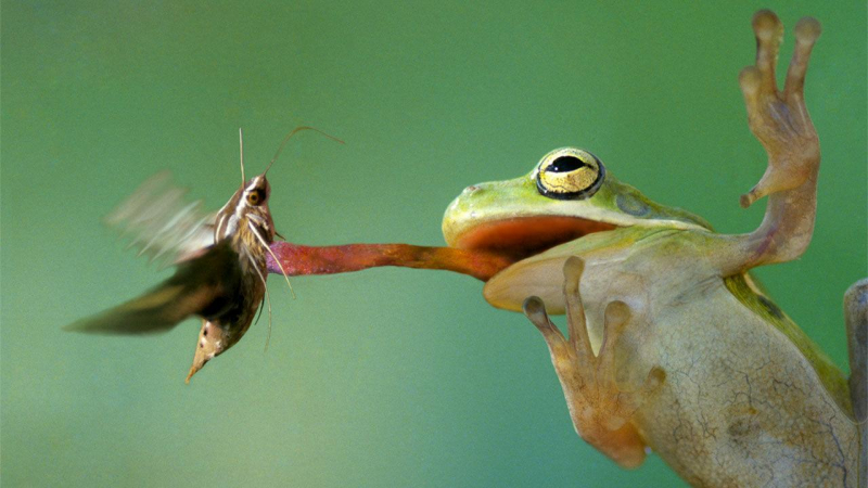 Photo: https://www.animalwised.com/what-do-frogs-eat-feeding-pet-frogs-3193.html