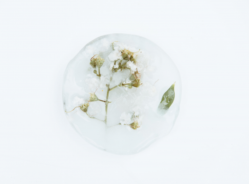 Frozen Flowers - Photo by Evie Shaffer via pexels