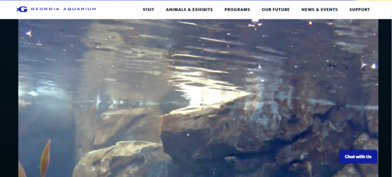 Screenshot of https://www.georgiaaquarium.org/webcam/puffin-cam/