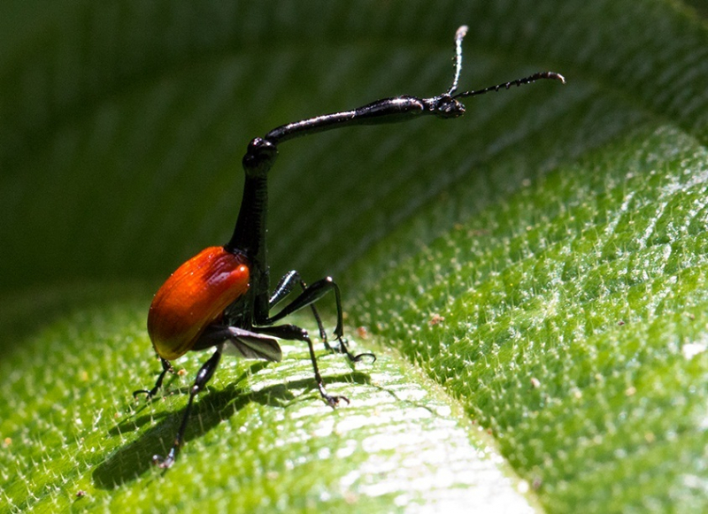 Via: Beetle Identifications