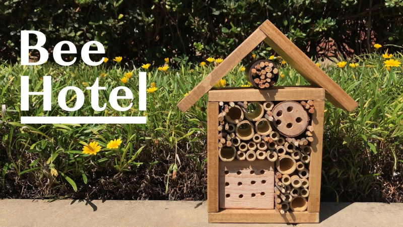 Give beehives and native bee homes
