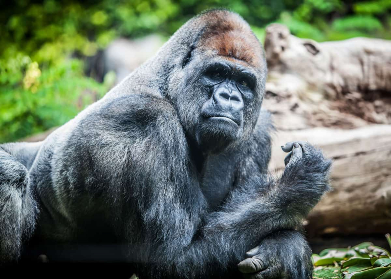 Male Silverback gorilla - Photo: https://storyteller.travel/