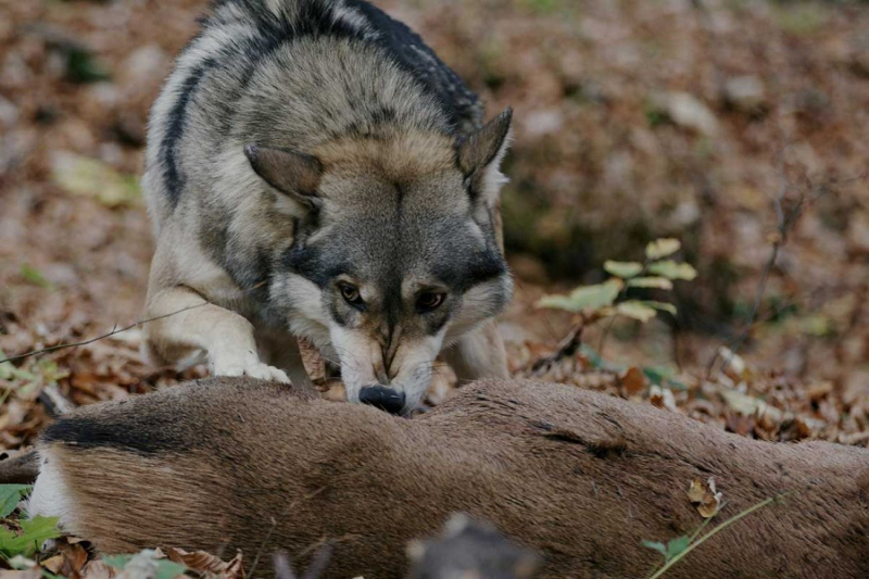 Photo: https://www.gohunt.com/content/news/are-wolves-a-solution-to-cwd----some-wolf-advocates-think-so