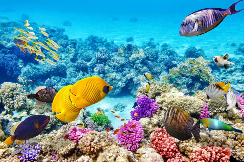 Great Barrier Reef,https://th.bing.com/