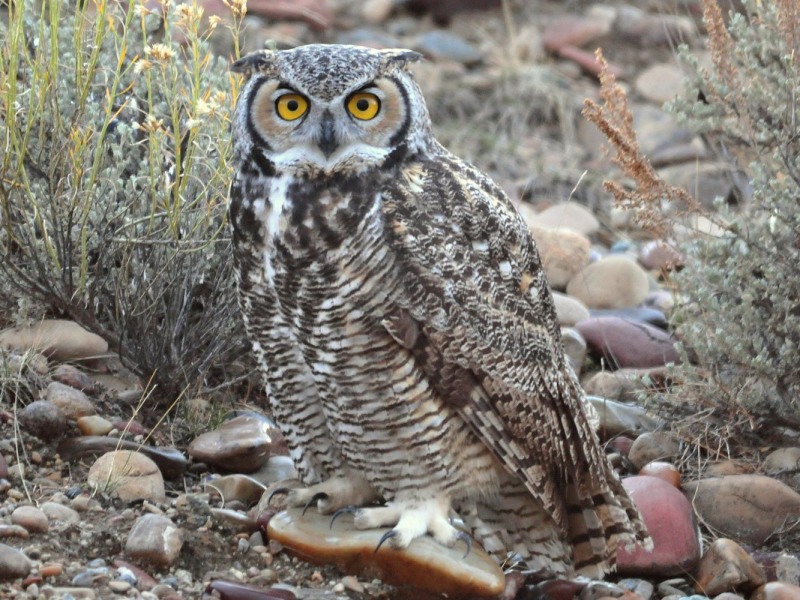 Photo:  The Spruce - Great Horned Owl