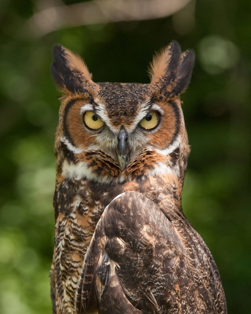 Photo:  Wikipedia - Great horned owl