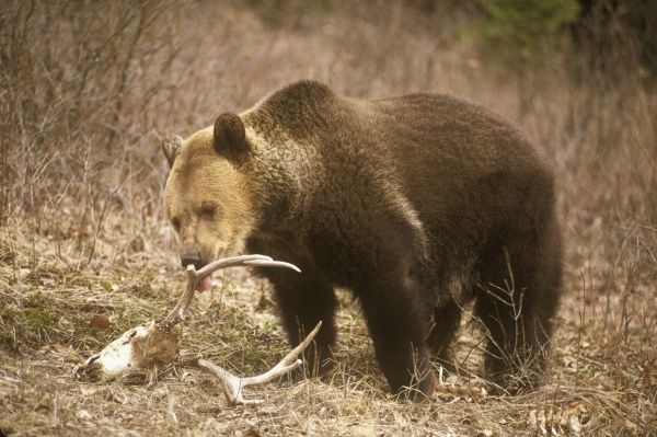 Photo: https://www.mediastorehouse.com.au/animals-animals/grizzly-bear-licking-antlers-deer-skull-6117294.html