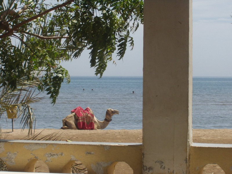 Gurgusum Beach Eritrea. Photo: mapio.net