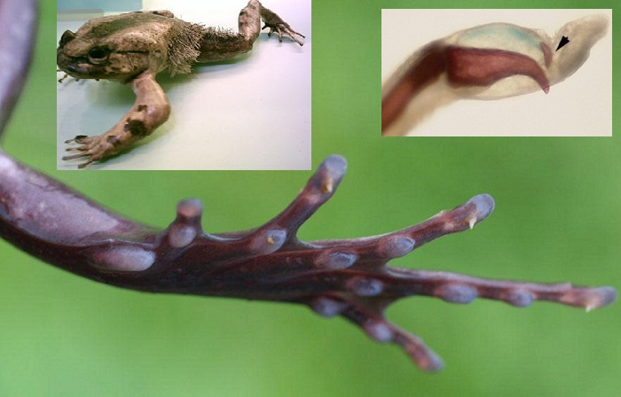 Hairy frog breaks own bones to produce claws (Via: New Scientist)