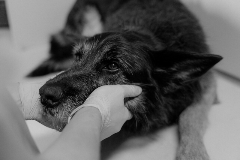 Photo by Tima Miroshnichenko: https://www.pexels.com/photo/black-and-white-shot-of-hands-wearing-latex-gloves-holding-the-black-dog-lying-on-a-surface-6234635/