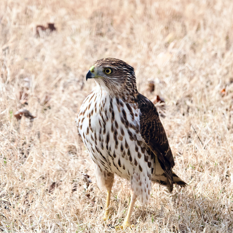 Hawk by James Patterson - Photo by A. G. Rosales via pexels