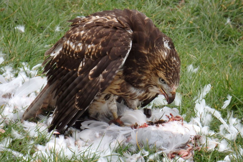 Photo:  The Mirror - Hawk eats seagull in public park