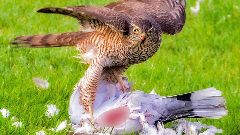 Photo:  YouTube - hawk attack seagull