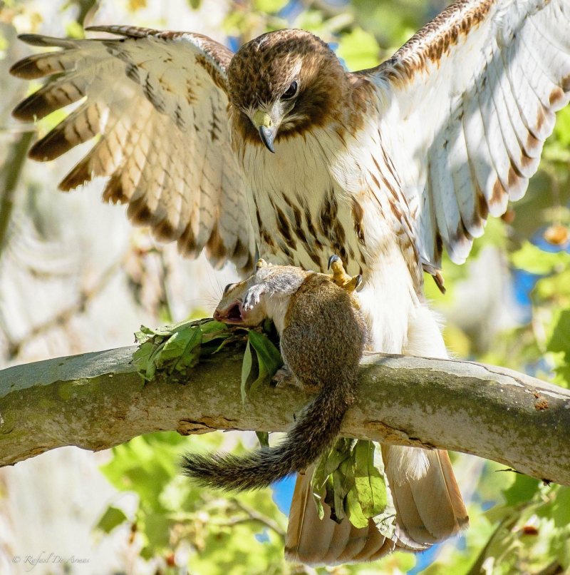 Photo:  Reddit - Squirrel shocked by Red-tailed Hawk