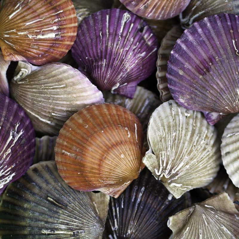 Top 5 Health Benefits of Eating Scallops toplist.info