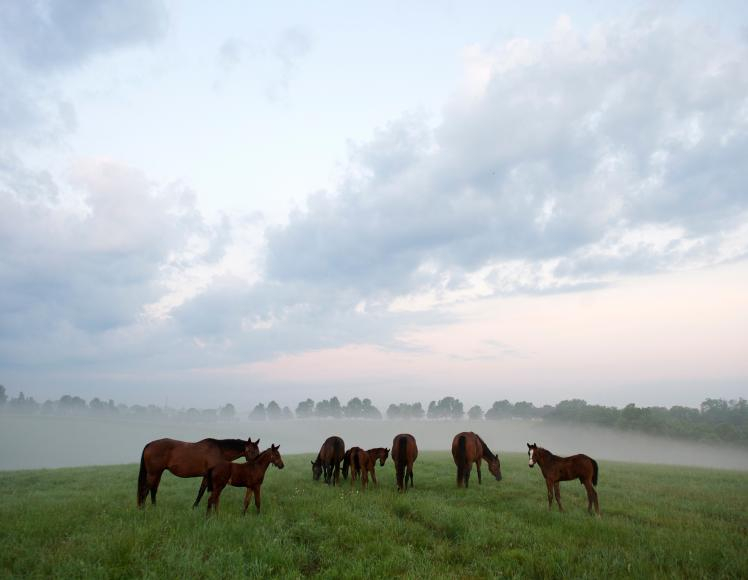 kentuckytourism.com