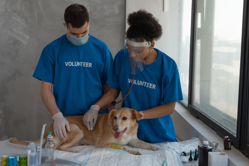 Photo by Mikhail Nilov: https://www.pexels.com/photo/a-volunteer-checking-the-dog-7474850/
