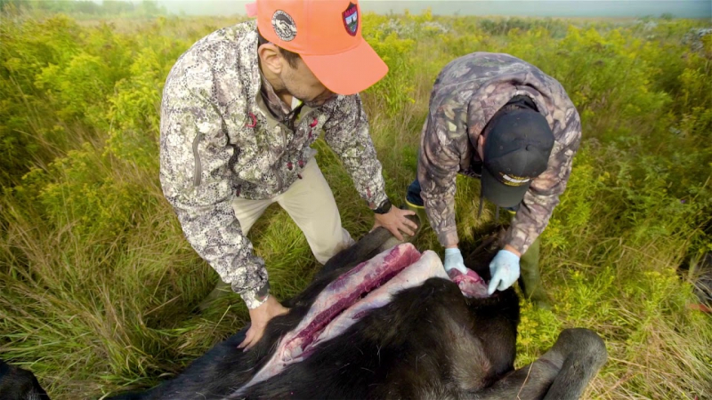 Photo:  Maine.gov - Humans hunt moose