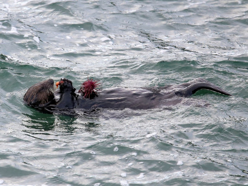 Photo:  Biodiversity of the Central Coast - Sea otter was killed