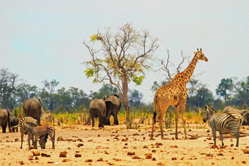 https://www.thrillophilia.com/attractions/hwange-national-park