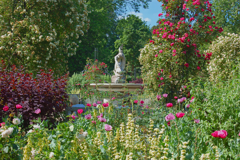 Hyde Park Rose Garden, Central London
