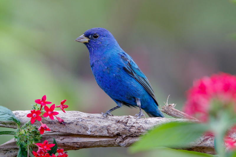 Photo: National Audubon Society