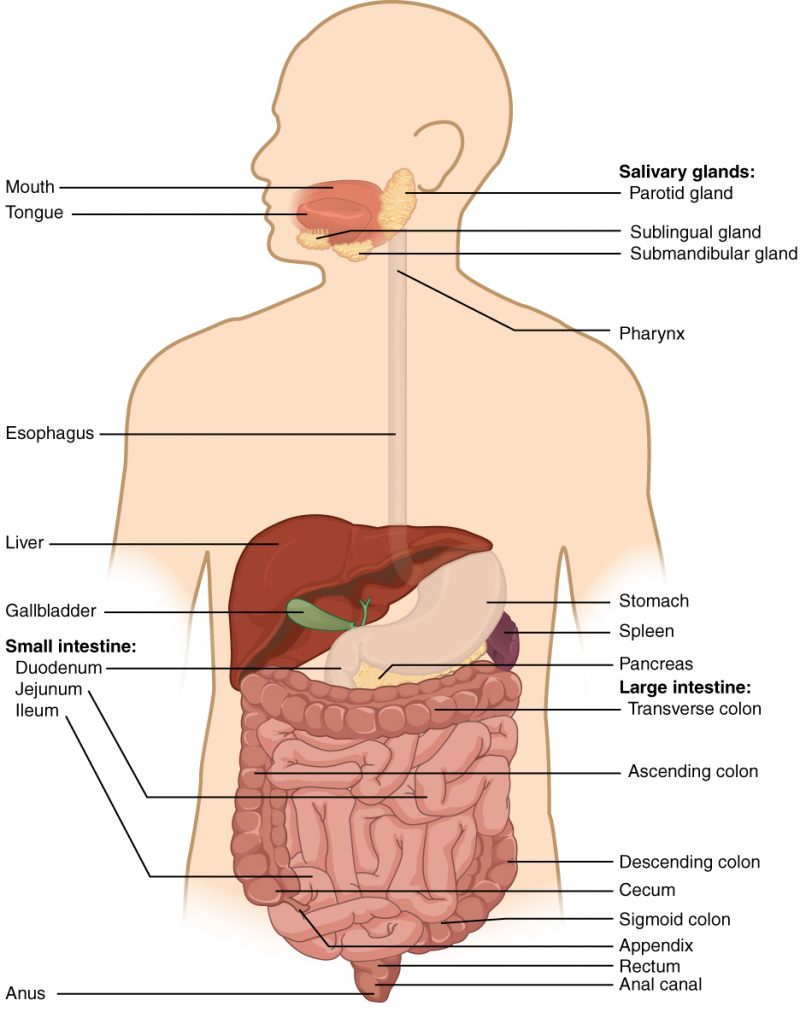 Photo by  Wikimedia Commons (https://commons.wikimedia.org/wiki/File:2401_Components_of_the_Digestive_System.jpg)
