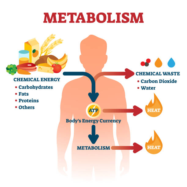 Intensify the metabolism process