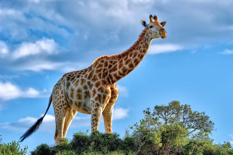 Top 5 Interesting Facts about Giraffes toplist.info
