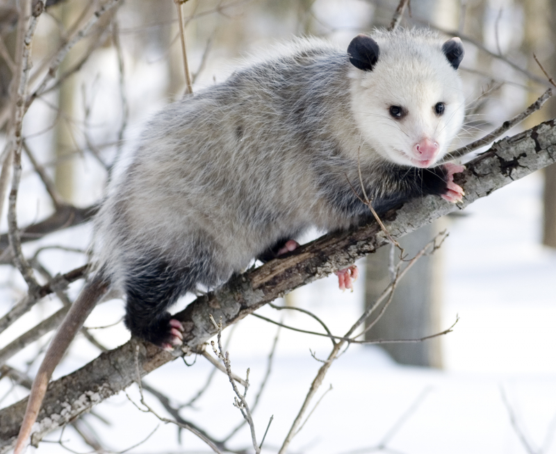 Top 10 Interesting Facts About Opossums - Toplist.info