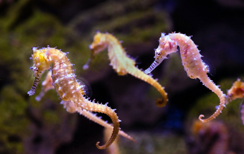 Top 5 interesting facts about seahorses