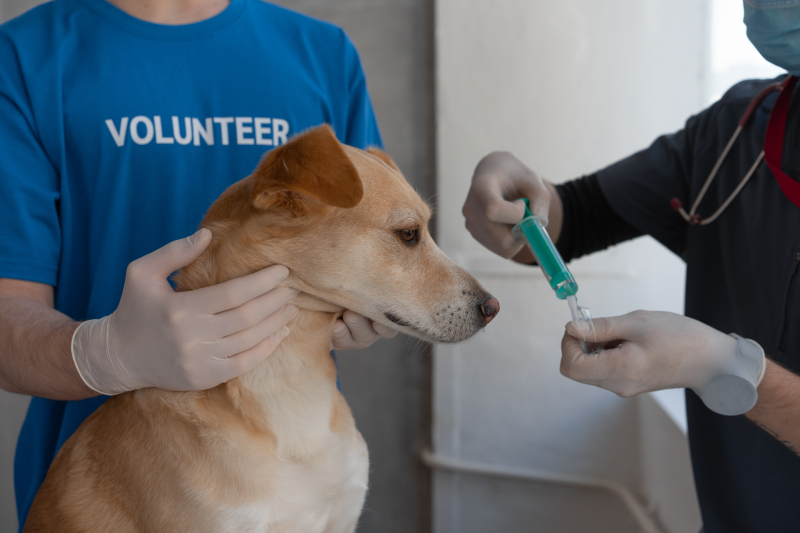 Photo by Mikhail Nilov from Pexels: https://www.pexels.com/photo/a-veterinarian-vaccinating-a-dog-7469213/