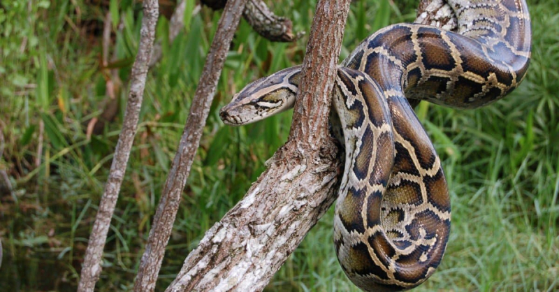 Photo: https://a-z-animals.com/blog/heres-why-burmese-pythons-were-able-to-invade-florida/