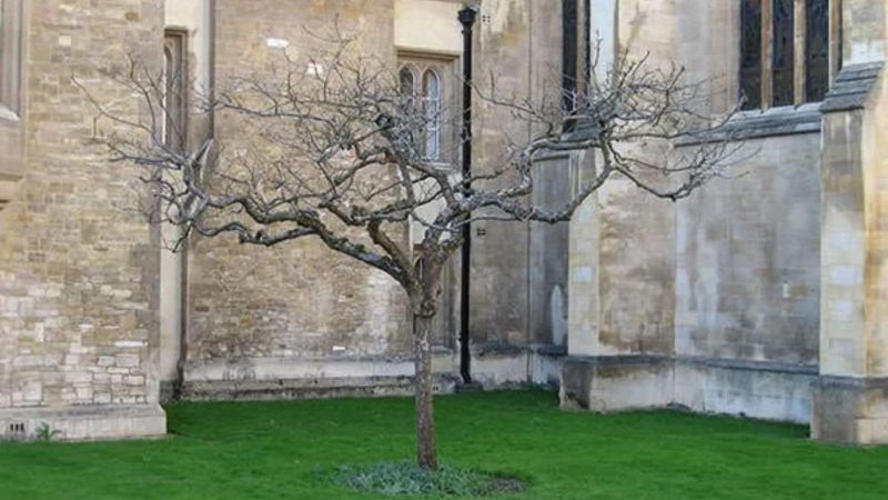 Supposedly Isaac Newton’s Apple Tree - learnodo-newtonic.com