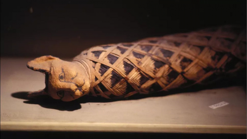 A mummified cat from ancient Egypt. - Daniel Simon/Contributor /Gamma-Rapho via Getty Image
