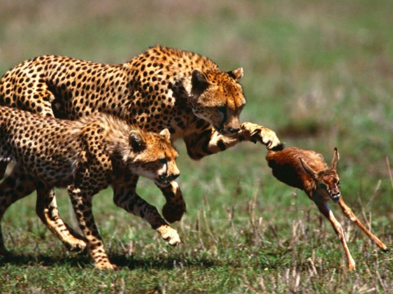Photo: https://www.reddit.com/r/natureismetal/comments/alepcg/leopard_killing_deer/