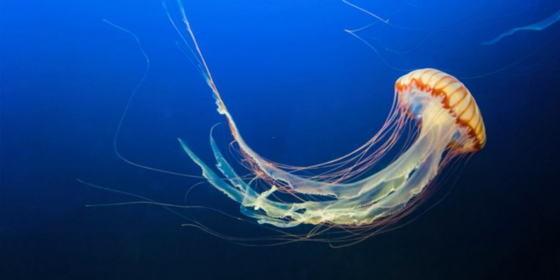 Photo: https://animals.howstuffworks.com/marine-life/jellyfish.htm