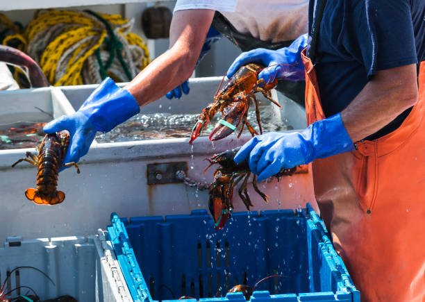 Keeping a live lobster in your kitchen for too long