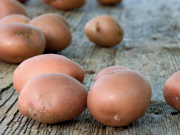 Kerr's pink potato