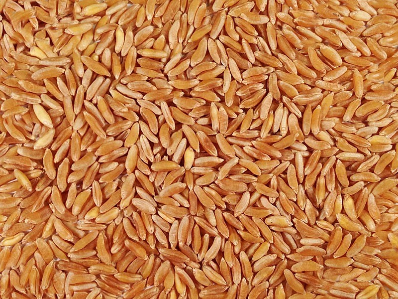Khorasan wheat (kamut)